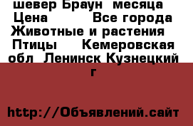 шевер Браун 2месяца › Цена ­ 200 - Все города Животные и растения » Птицы   . Кемеровская обл.,Ленинск-Кузнецкий г.